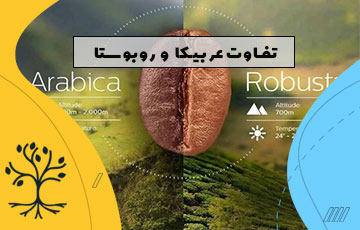 تفاوت عربیکا و روبوستا